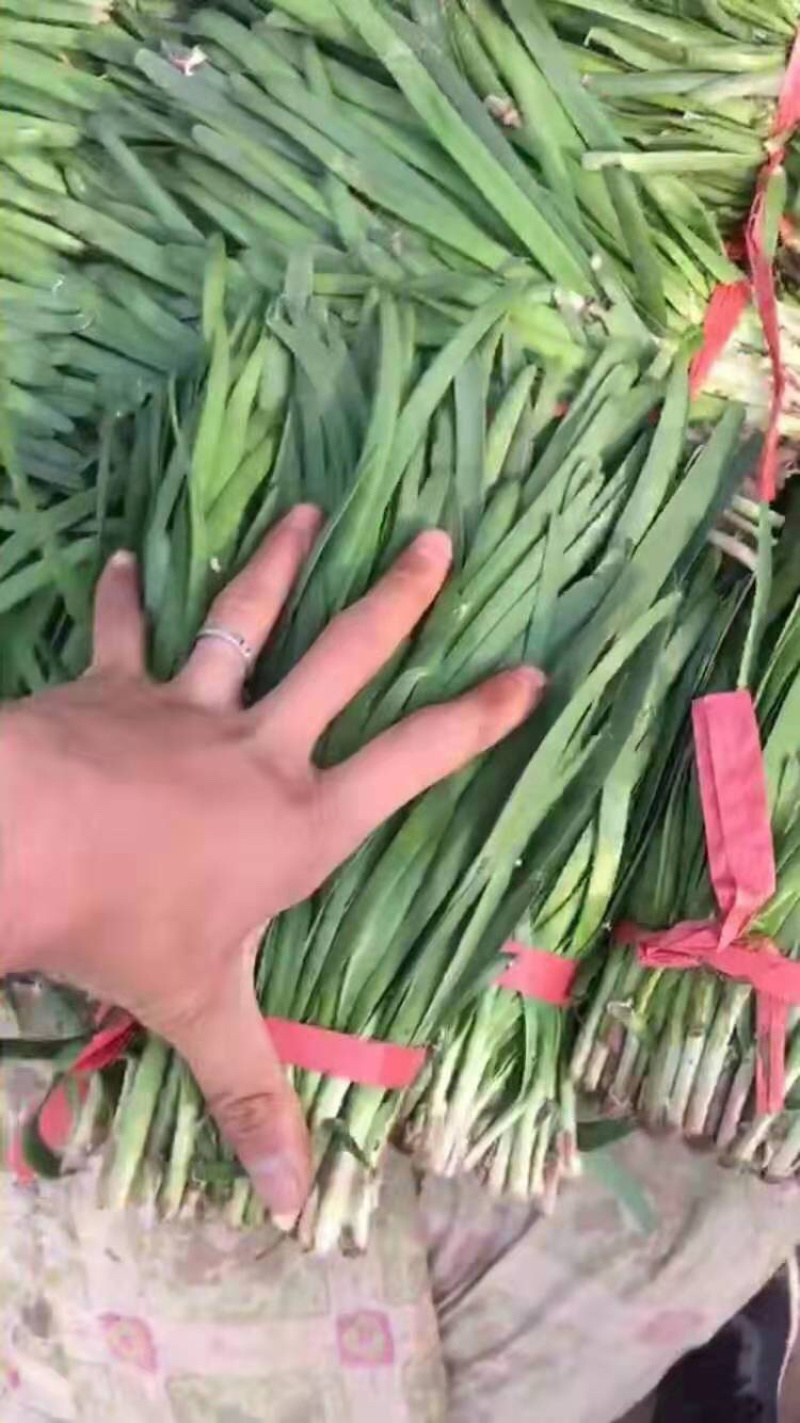 陆地头刀小捆红根韭菜，大量上市，量大从优，