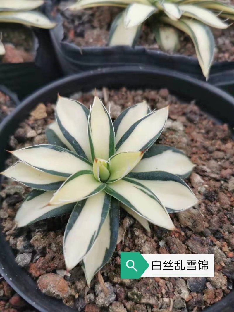龙舌兰科福建基地直销批发价大小规格齐全