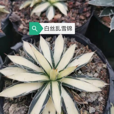 龙舌兰科福建基地直销批发价大小规格齐全