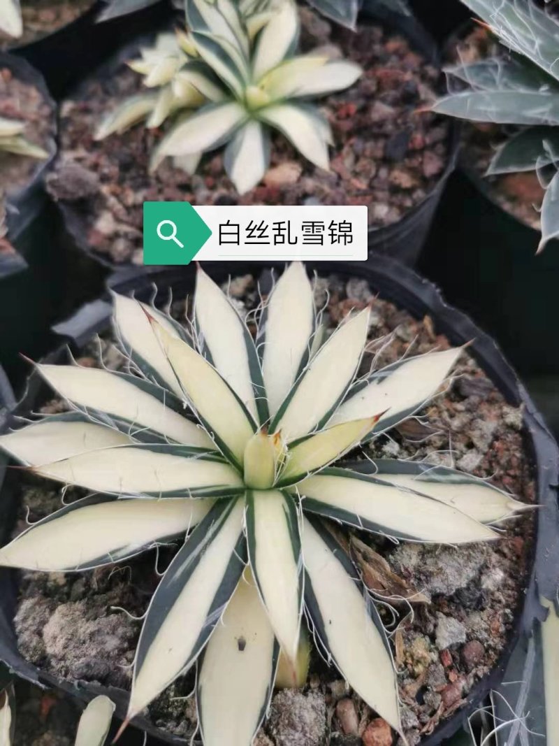 龙舌兰科福建基地直销批发价大小规格齐全
