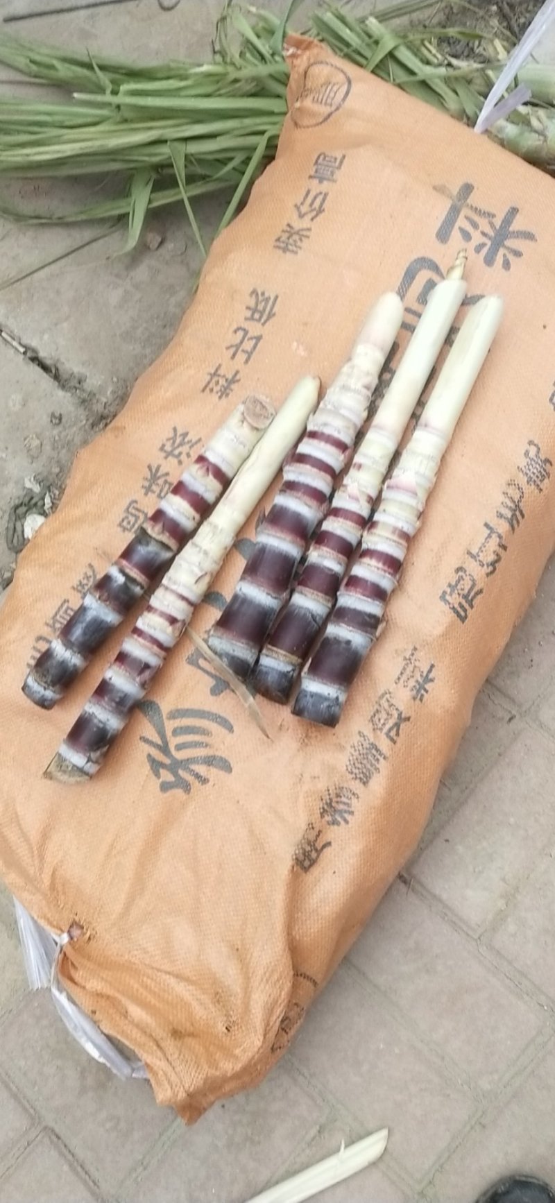 黑皮甘蔗种子，南方甘蔗北方种植。需要的联系。