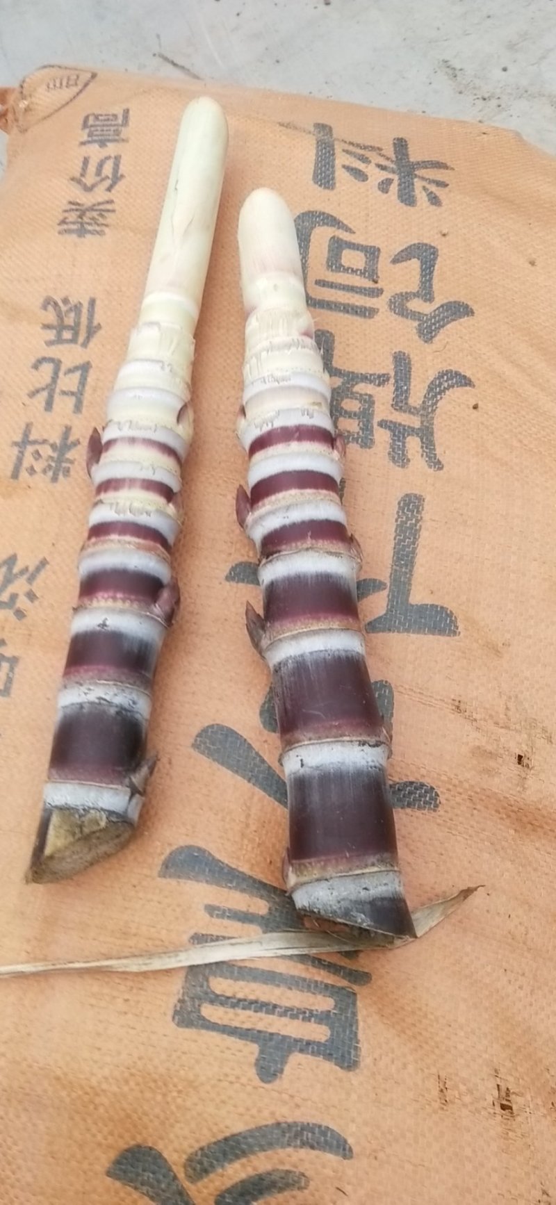 黑皮甘蔗种子，南方甘蔗北方种植。需要的联系。