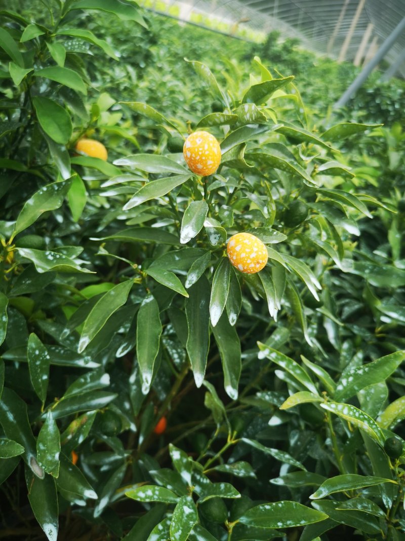 脆皮金桔沙糖桔蜜桔北方种植金钱橘脆甜可口