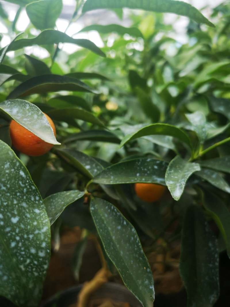 脆皮金桔沙糖桔蜜桔北方种植金钱橘脆甜可口