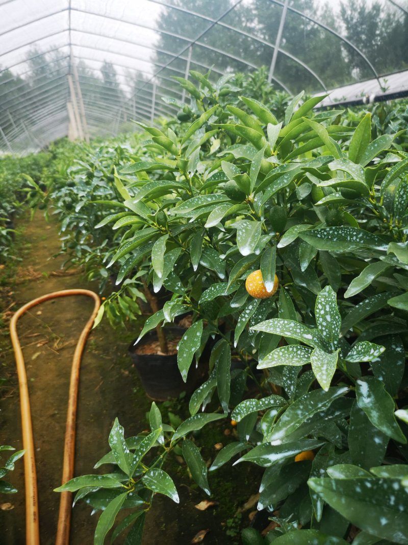 脆皮金桔沙糖桔蜜桔北方种植金钱橘脆甜可口