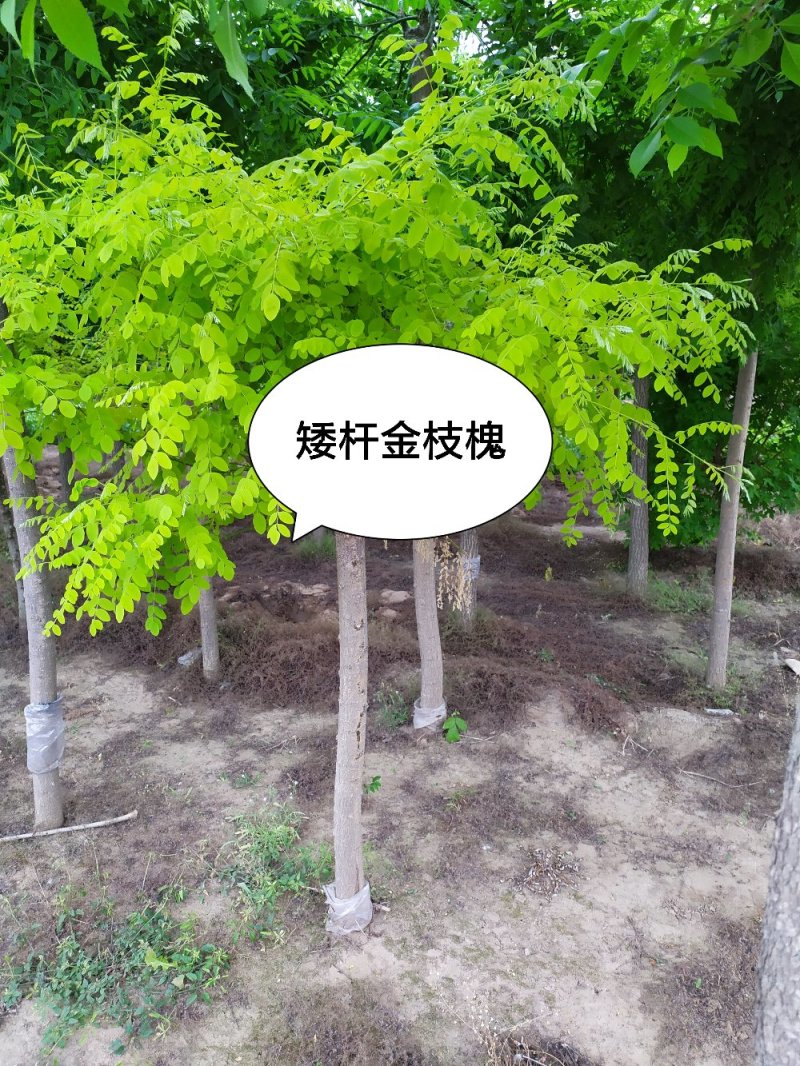 供应，矮杆金叶槐，金叶槐，3-10公分