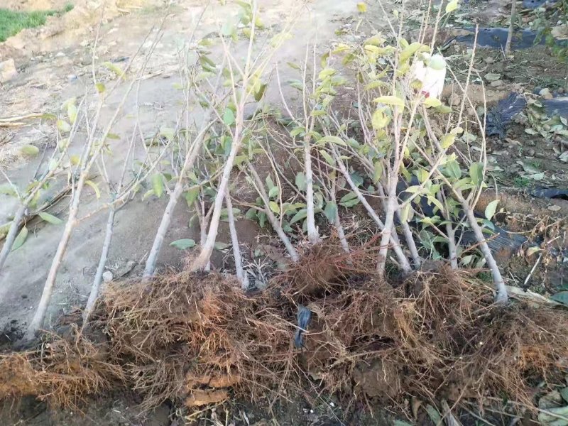 樱桃树苗大樱桃苗樱桃苗基地专业苗圃，丰泰苗木质壮苗纯