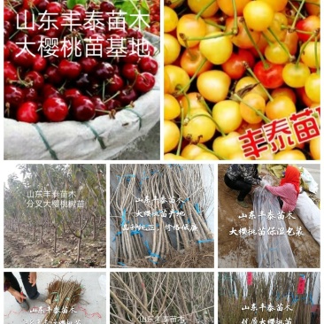 大樱桃树樱桃苗樱桃苗批发种植樱桃苗樱桃苗木基地