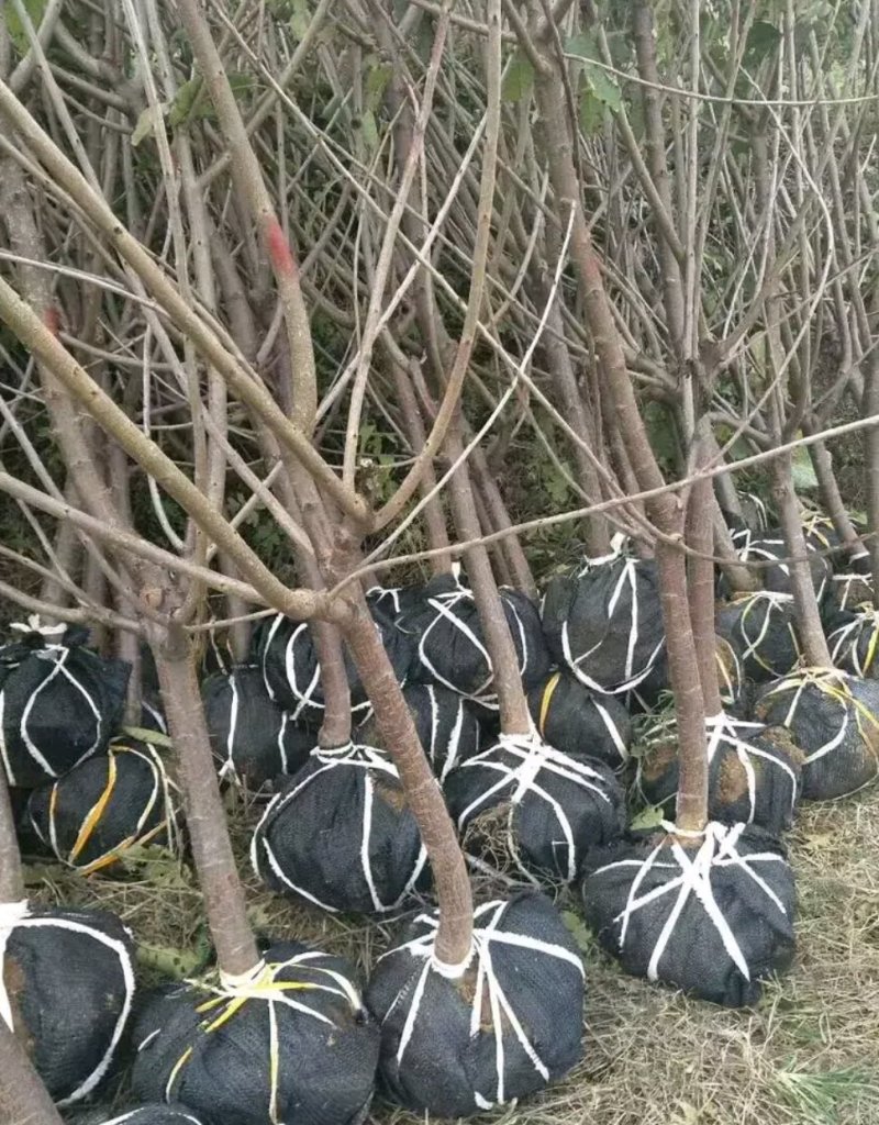 樱桃苗大樱桃苗新品种樱桃苗山东樱桃苗基地质壮苗纯