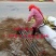 樱桃苗大樱桃苗新品种樱桃苗山东樱桃苗基地质壮苗纯