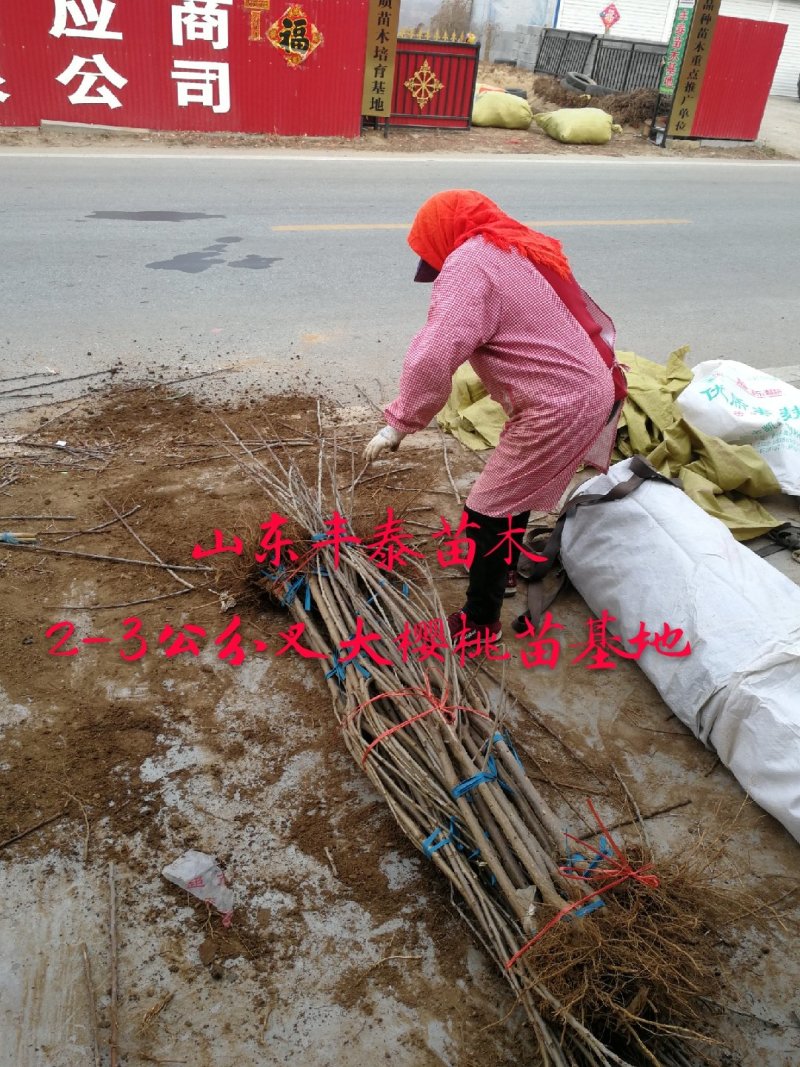 樱桃苗大樱桃苗新品种樱桃苗山东樱桃苗基地质壮苗纯