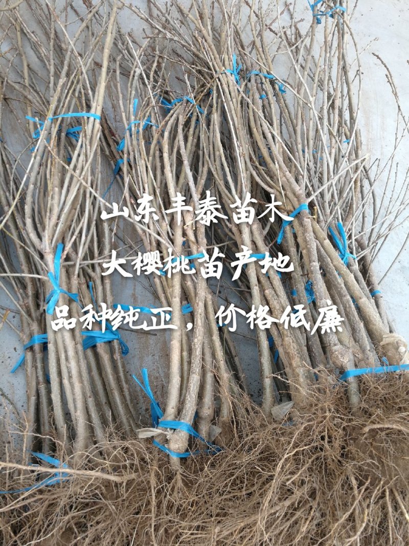 樱桃苗大樱桃苗新品种樱桃苗山东樱桃苗基地质壮苗纯