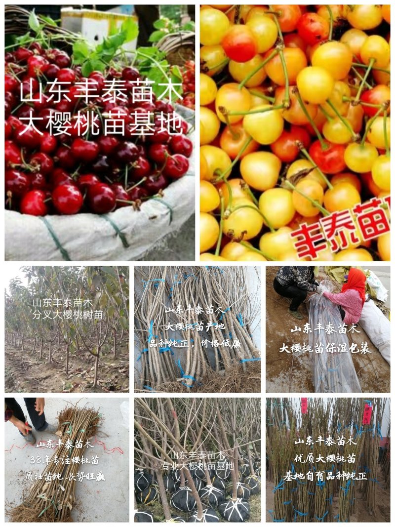 樱桃苗大樱桃苗新品种樱桃苗山东樱桃苗基地质壮苗纯