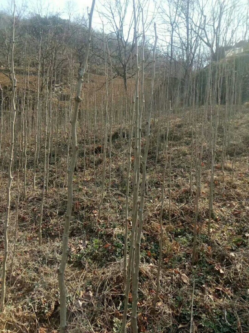 银杏树苗