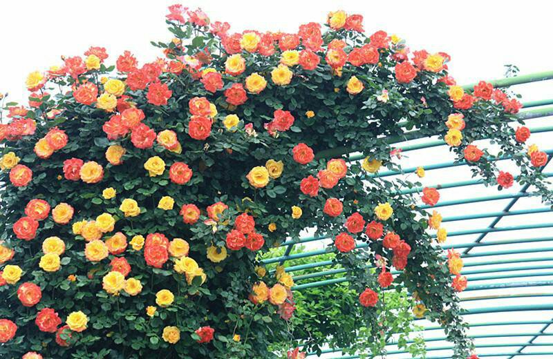 月季空蒙在花架上的攀爬状态