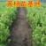 黄杨苗树苗黄杨球小叶黄杨瓜子黄杨小苗四季常青耐阴常绿