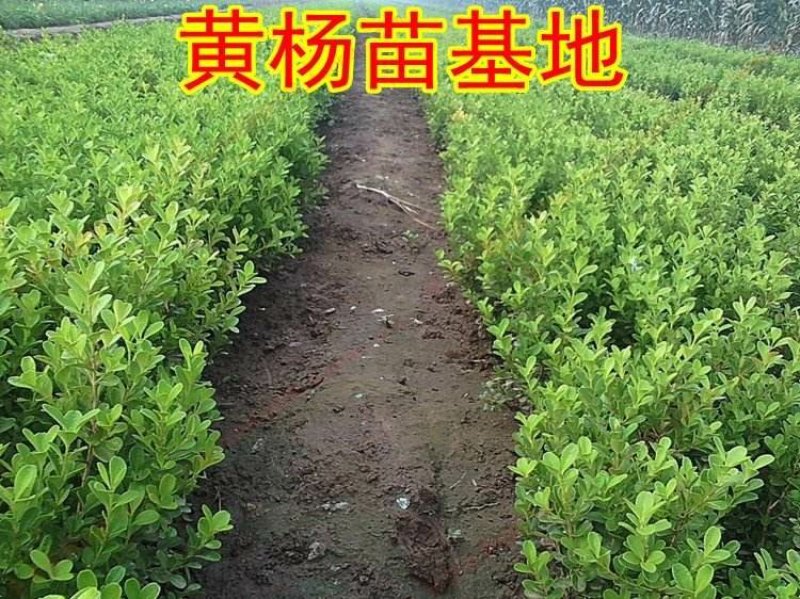 黄杨苗树苗黄杨球小叶黄杨瓜子黄杨小苗四季常青耐阴常绿