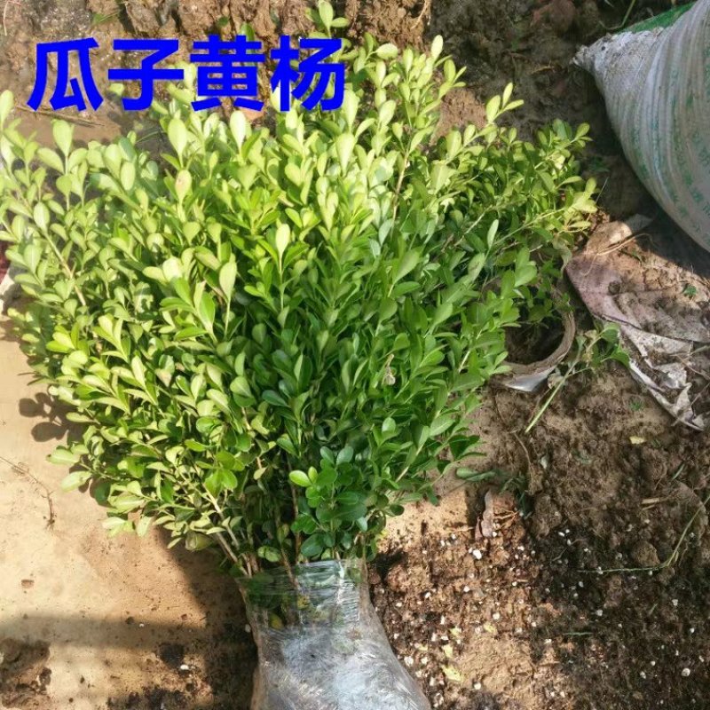黄杨苗树苗黄杨球小叶黄杨瓜子黄杨小苗四季常青耐阴常绿