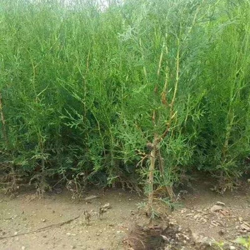 侧柏苗扁侧柏苗松柏树苗庭院绿化侧柏苗柏树绿化苗