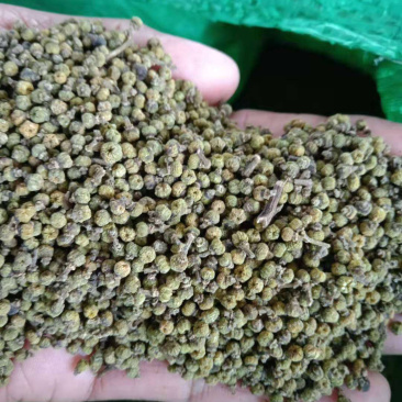 今年产江西中花吴茱萸干货出售，量大从优