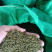 今年产江西中花吴茱萸干货出售，量大从优
