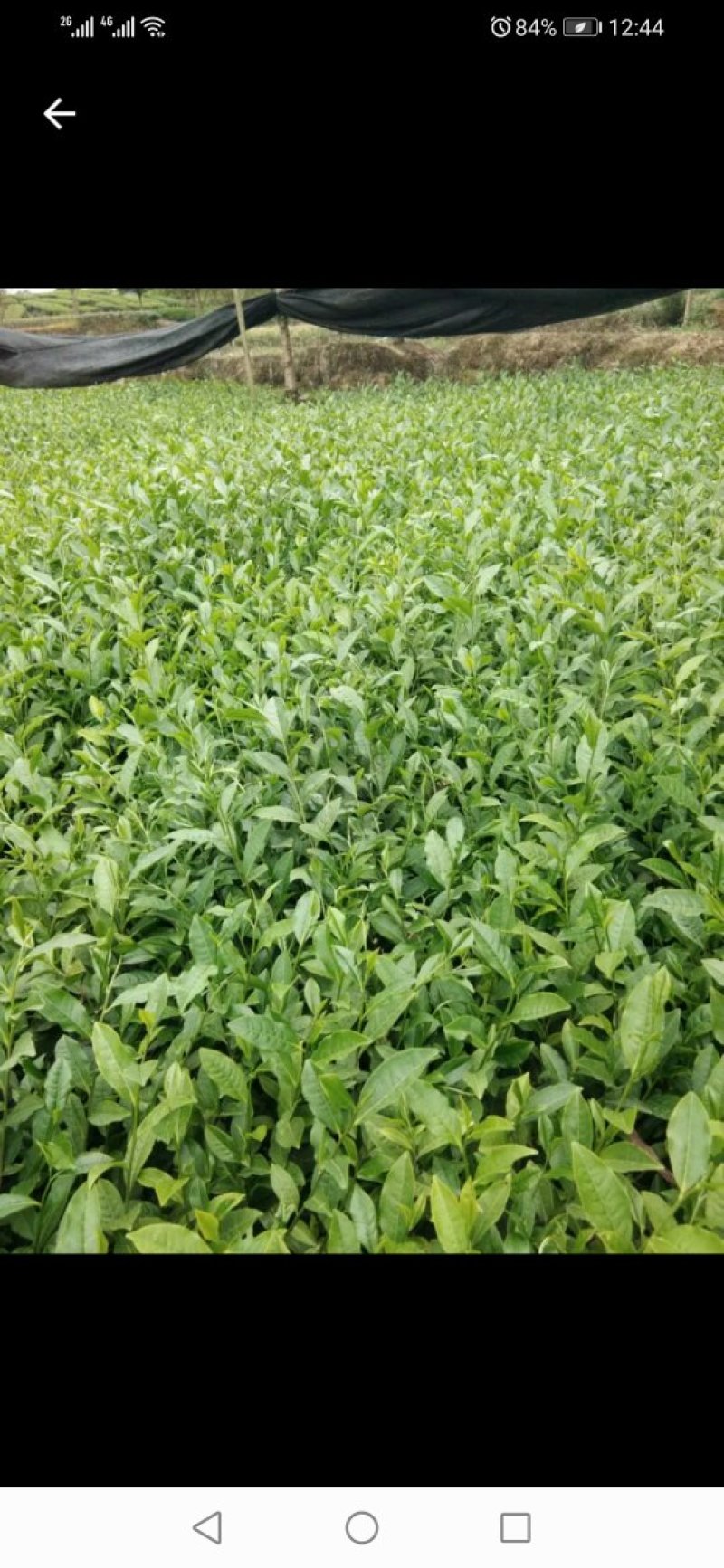 茶苗出售，八仙茶苗，单枞茶苗，鸭屎香茶苗