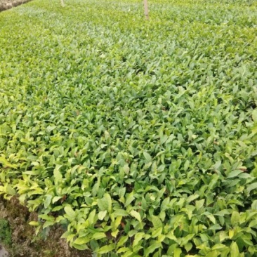 茶苗出售，八仙茶苗，单枞茶苗，鸭屎香茶苗