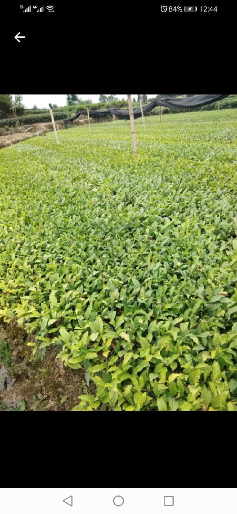 茶苗出售，八仙茶苗，单枞茶苗，鸭屎香茶苗