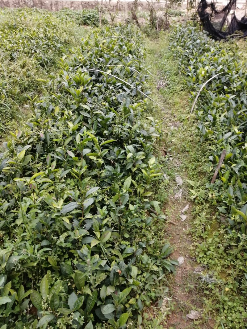 茶苗出售，八仙茶苗，单枞茶苗，鸭屎香茶苗