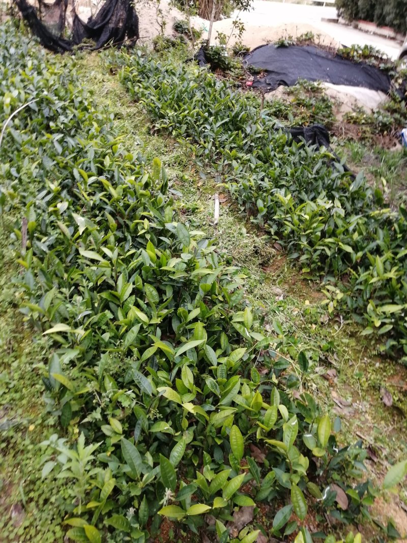 茶苗出售，八仙茶苗，单枞茶苗，鸭屎香茶苗
