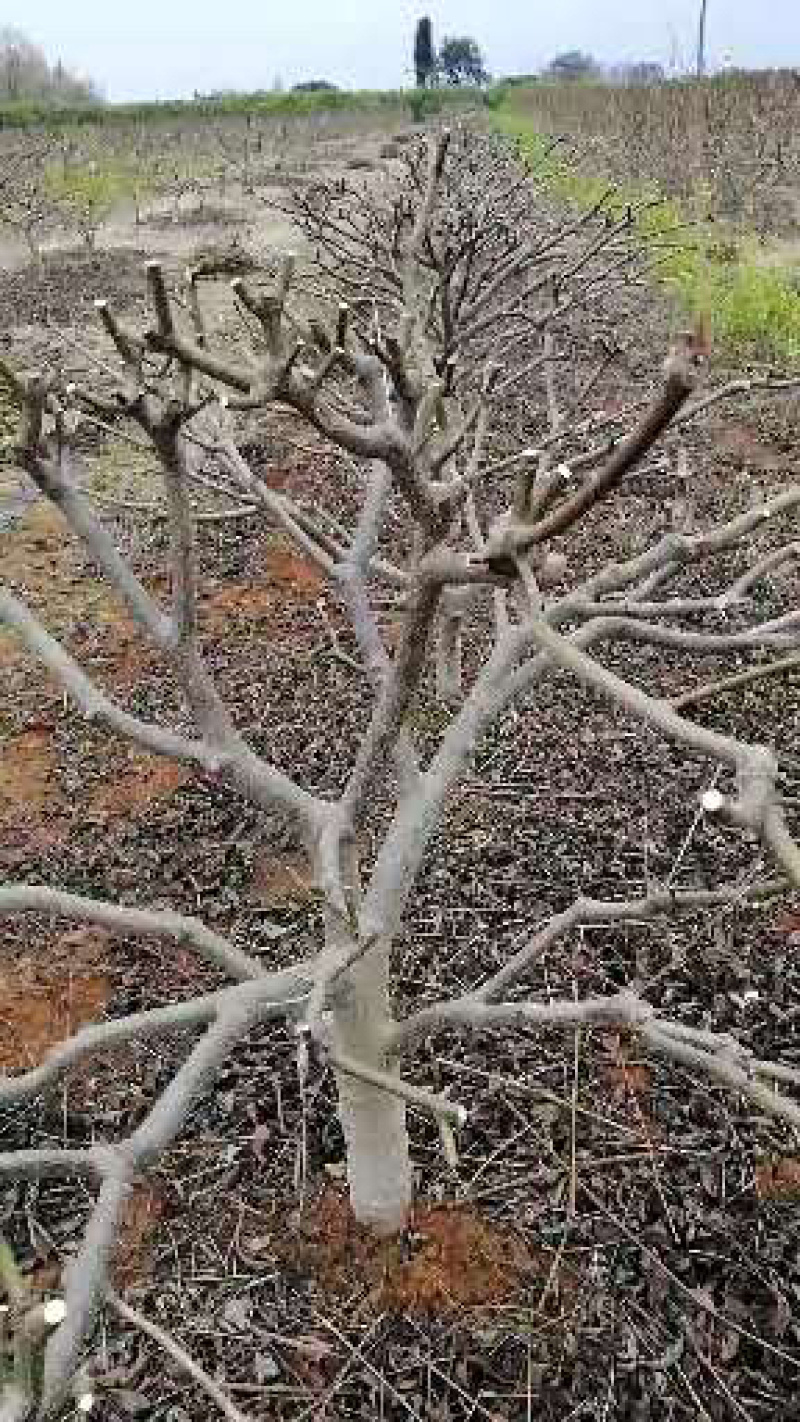 出售4年以上江西中花吴茱萸树