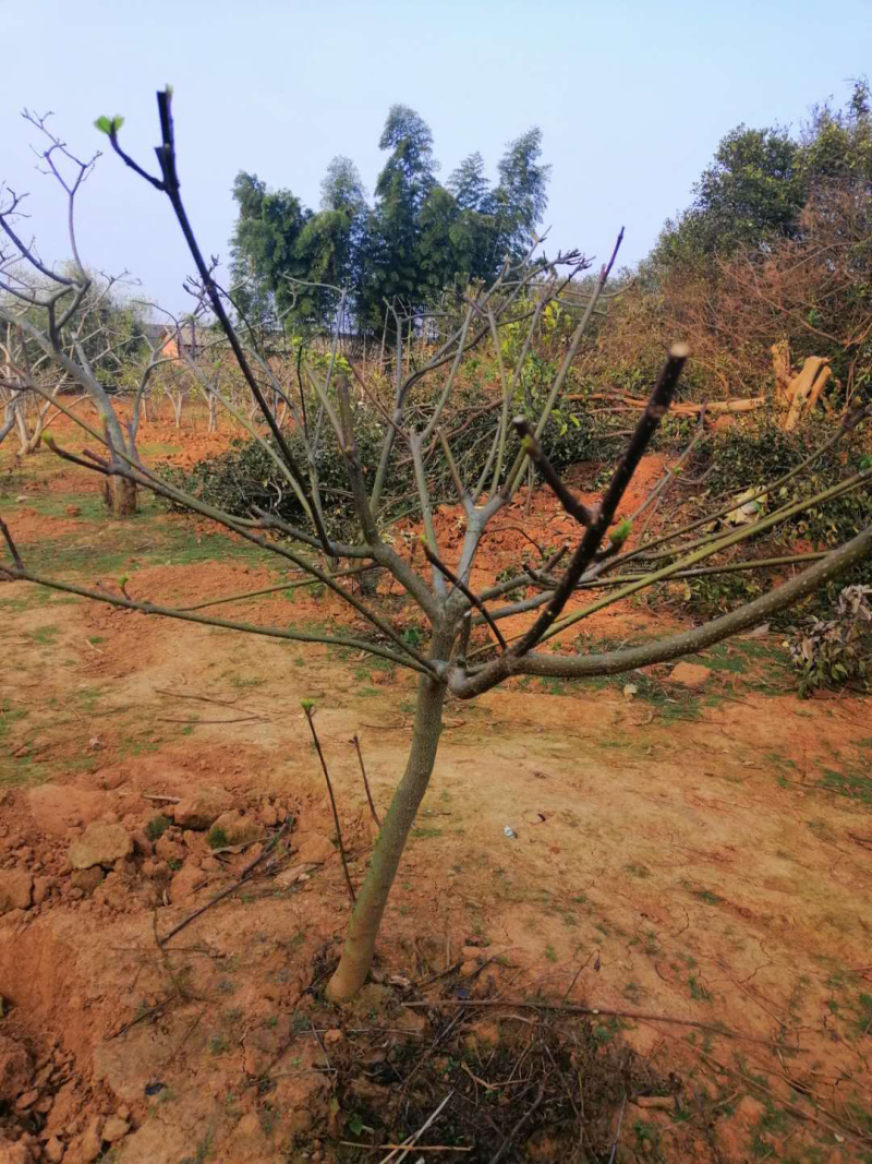 江西中花吴茱萸树出售，量大从优