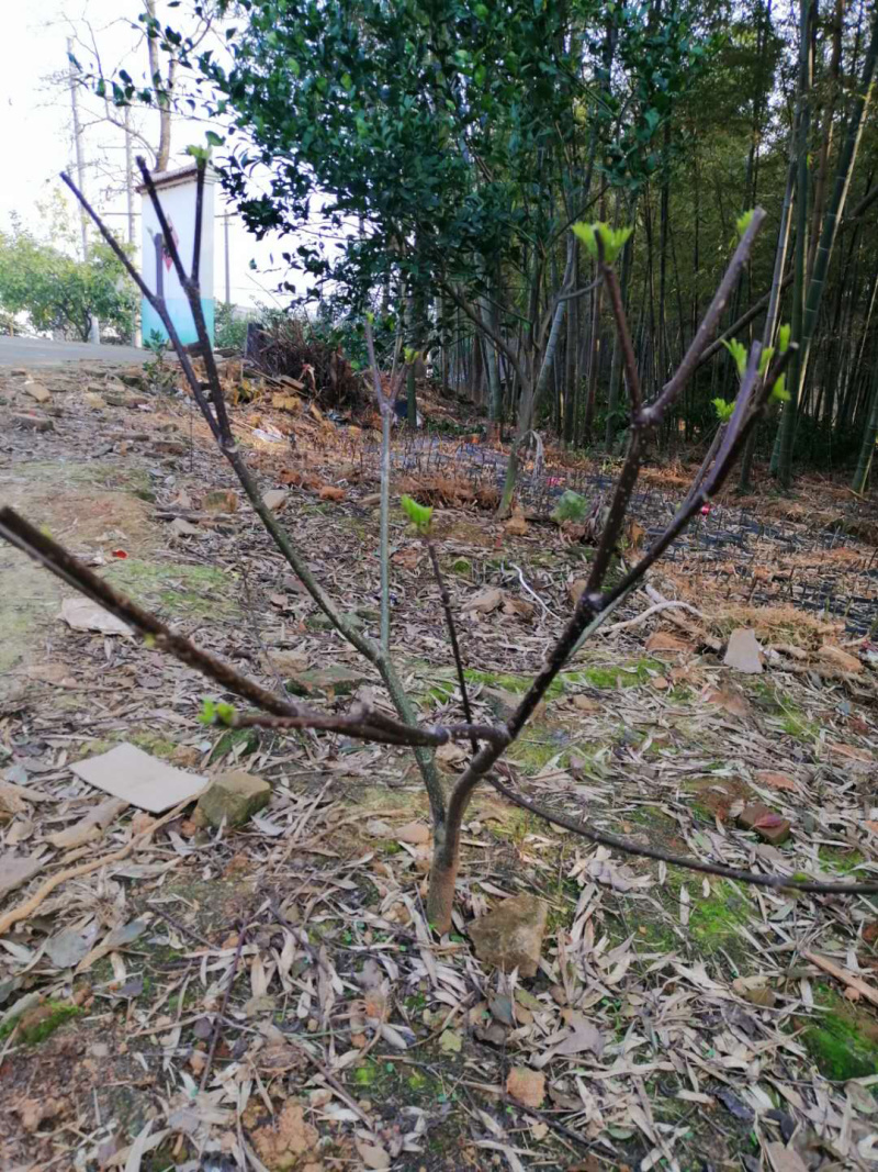 江西中花吴茱萸树出售，量大从优
