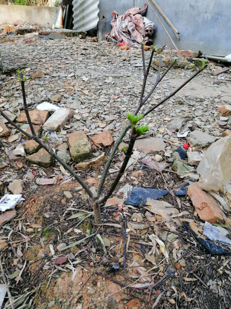出售3年江西中花吴茱萸移栽苗，量大从优，图中规格