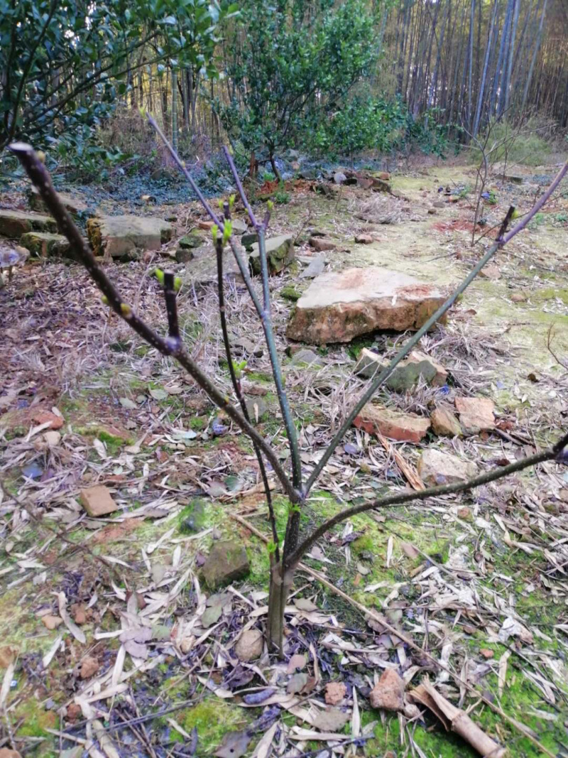出售3年江西中花吴茱萸移栽苗，量大从优，图中规格