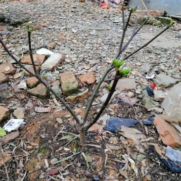 出售3年江西中花吴茱萸移栽苗，量大从优，图中规格