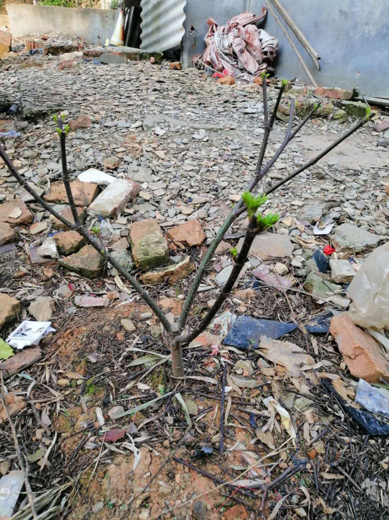 出售3年江西中花吴茱萸移栽苗，量大从优，图中规格