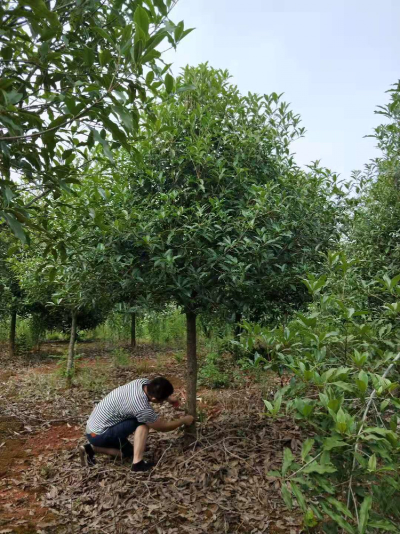 桂花树金桂丹桂八月桂状元红货源充足，品种正宗。