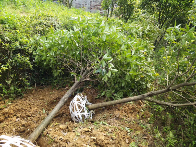 桂花树金桂丹桂八月桂状元红货源充足，品种正宗。