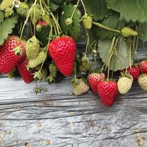 优质草莓苗，种苗，生产苗，大量供应，接受预定