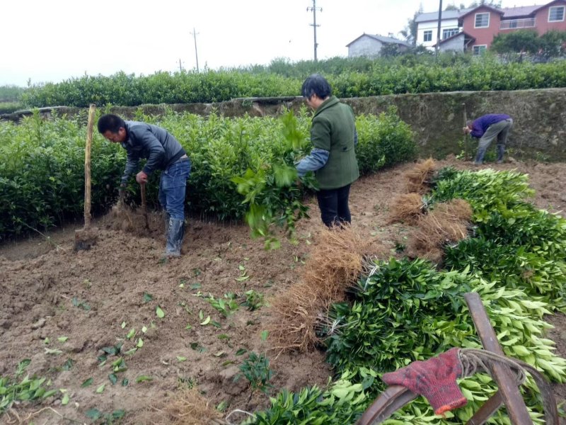 不知火苗，丑柑橘苗，基地直销，欢迎光临