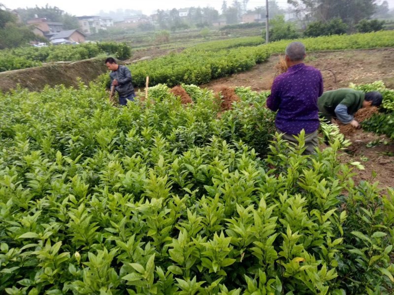 不知火苗，丑柑橘苗，基地直销，欢迎光临