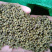 出售3年江西中花吴茱萸移栽苗，量大从优，图中规格