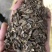 百日草花种子庭院种子四季易种室外阳台花籽子四季易种活开花