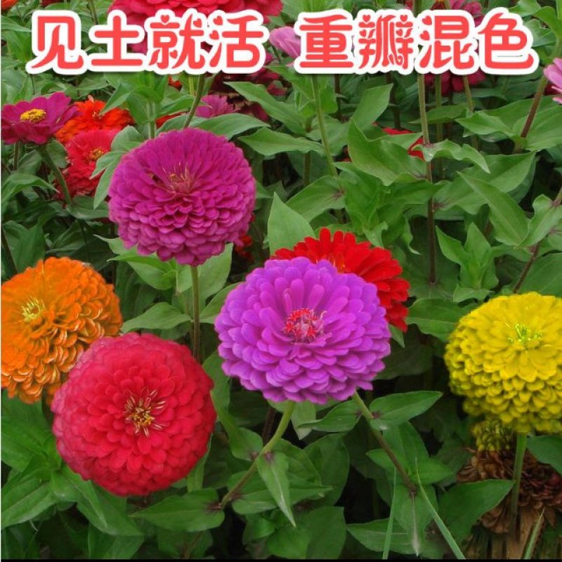 百日草花种子庭院种子四季易种室外阳台花籽子四季易种活开花