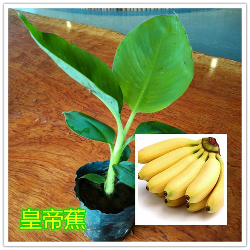 新品种水果苗香蕉树苗B6矮化蕉树苗红香蕉树苗皇帝蕉树苗