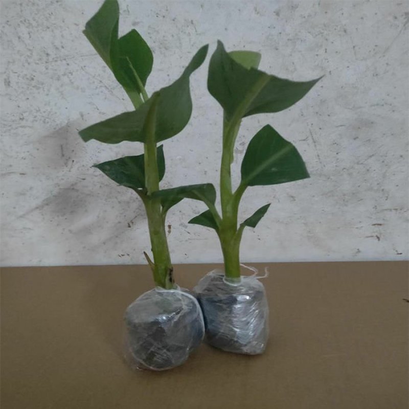 新品种水果苗香蕉树苗B6矮化蕉树苗红香蕉树苗皇帝蕉树苗
