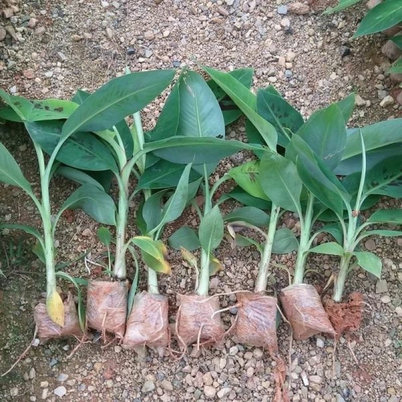 新品种水果苗香蕉树苗B6矮化蕉树苗红香蕉树苗皇帝蕉树苗