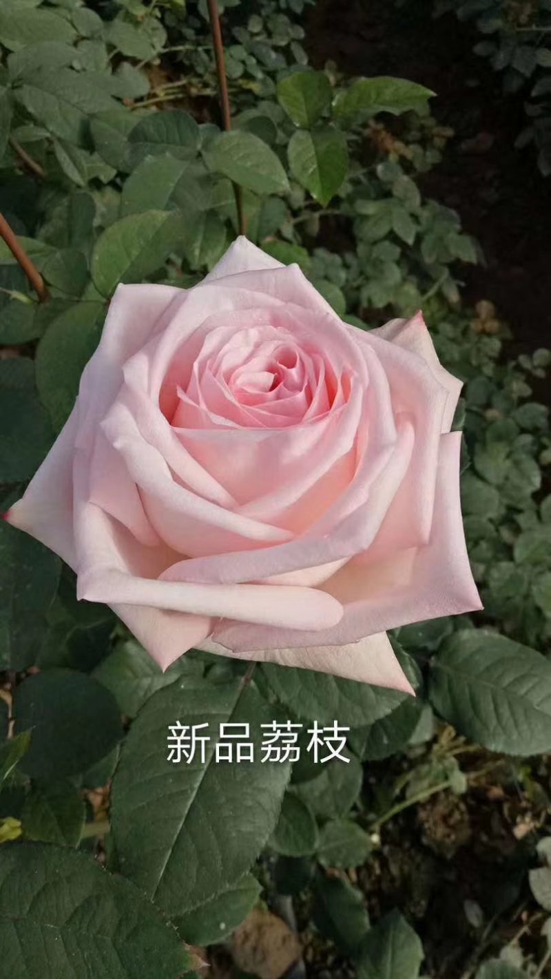 切花玫瑰花苗多头玫瑰花苗产地直发一手货源全国发货