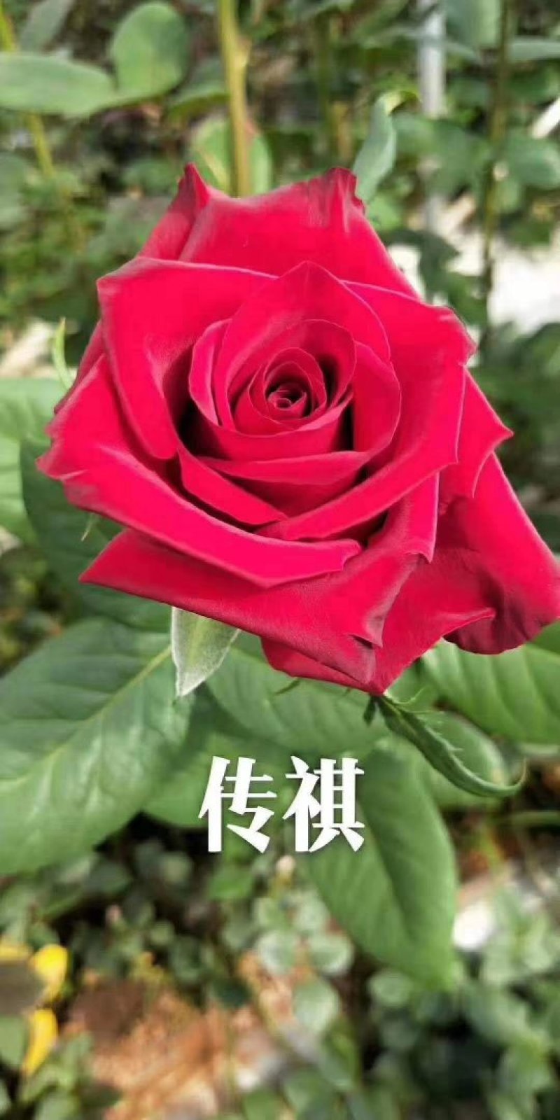 切花玫瑰花苗多头玫瑰花苗产地直发一手货源全国发货
